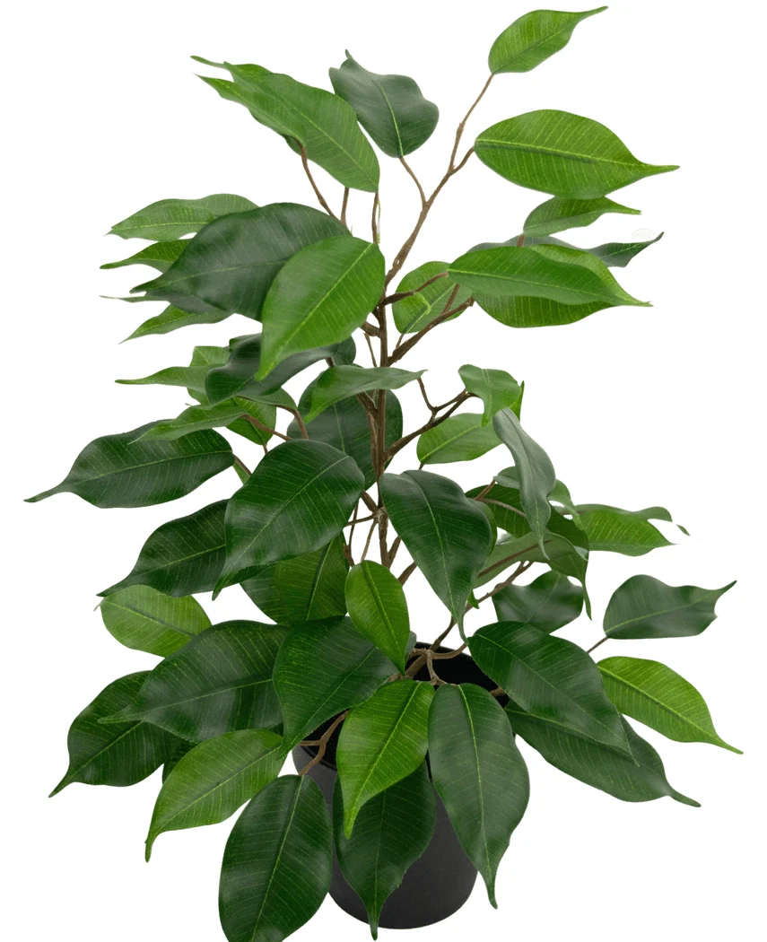 Miniatuur 1