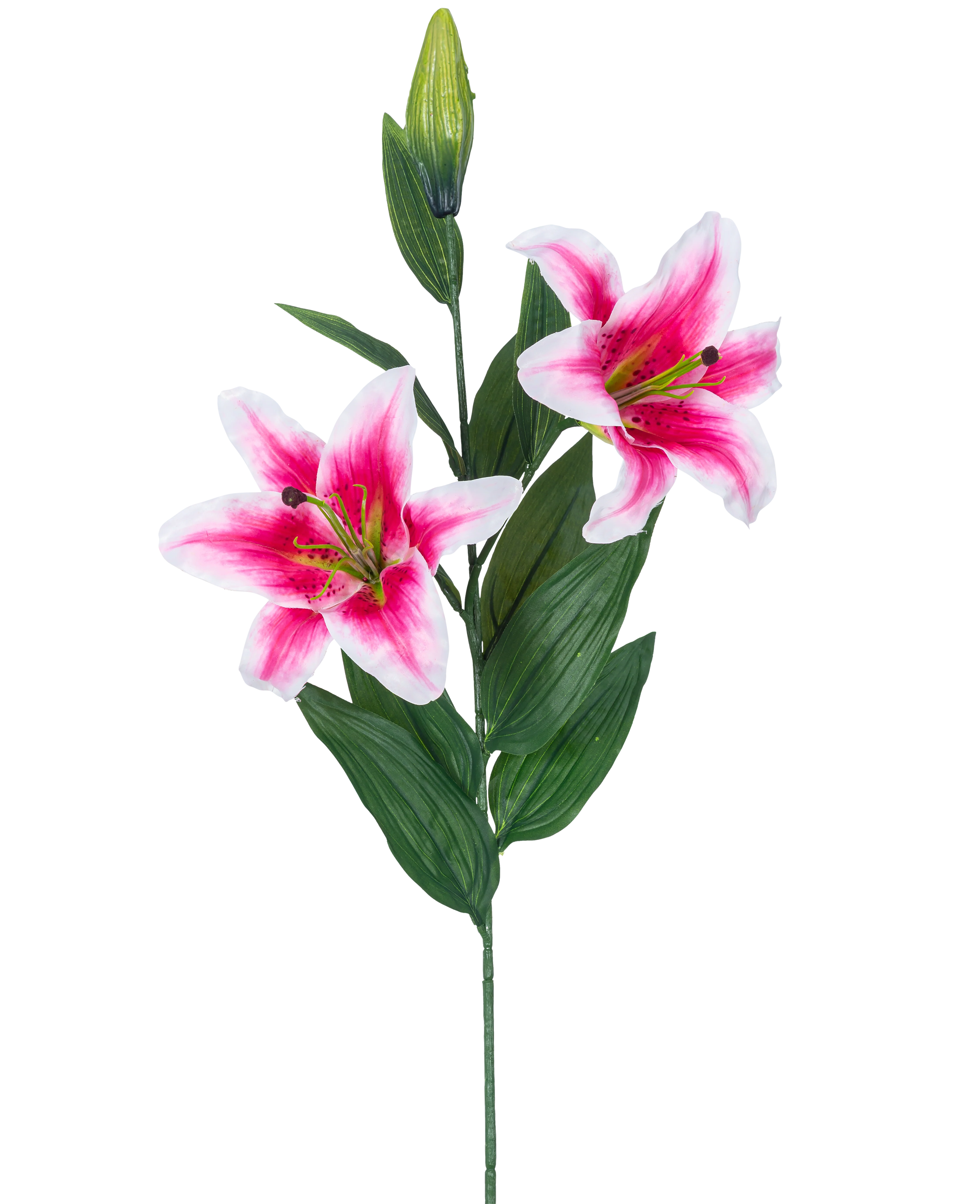 Miniatuur 1