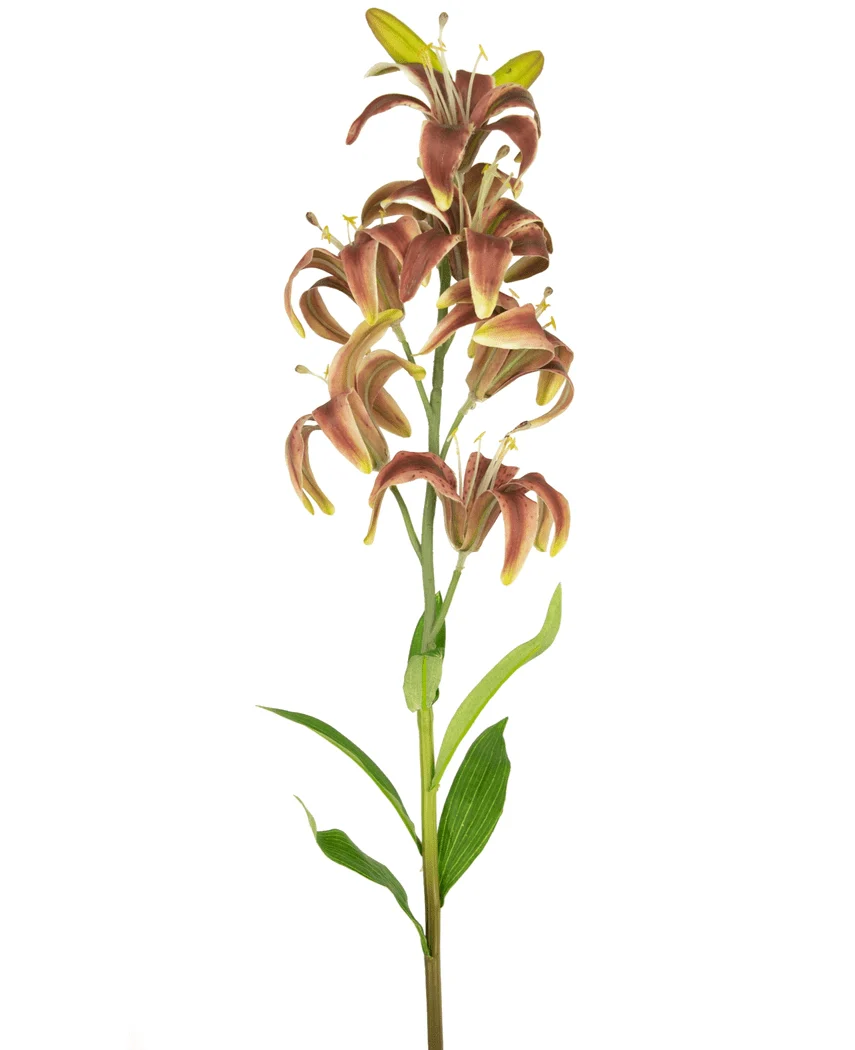 Miniatuur 1