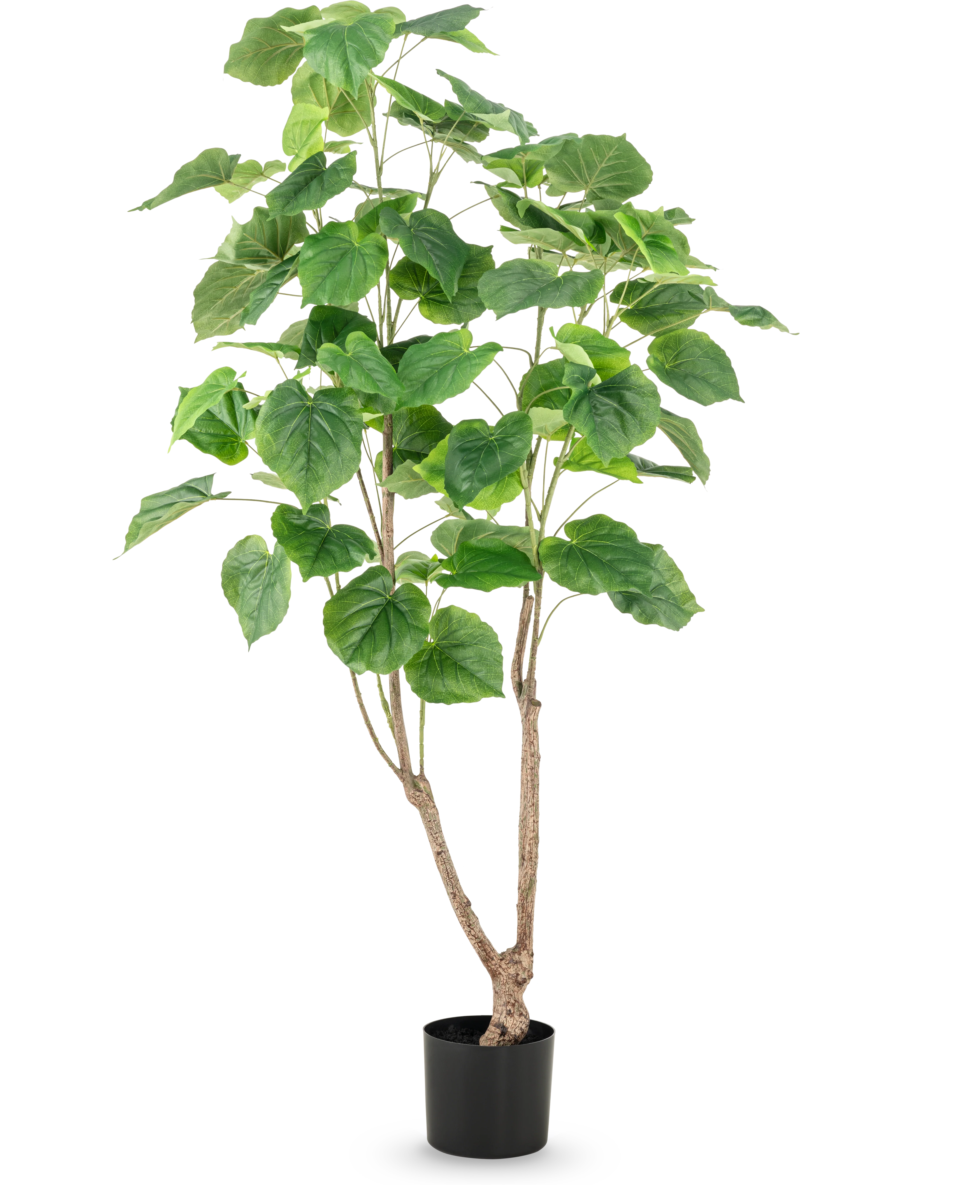 Miniatuur 1