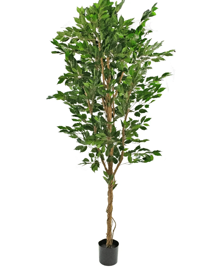 Miniatuur 1