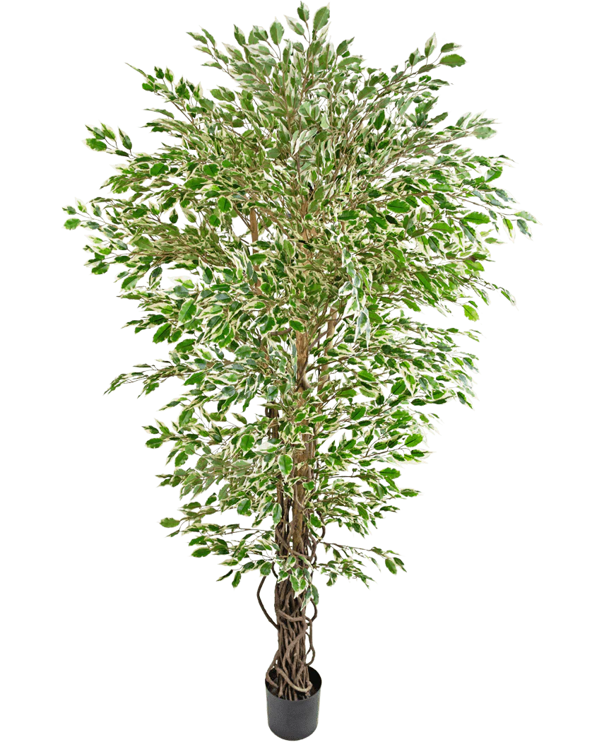 Miniatuur 1