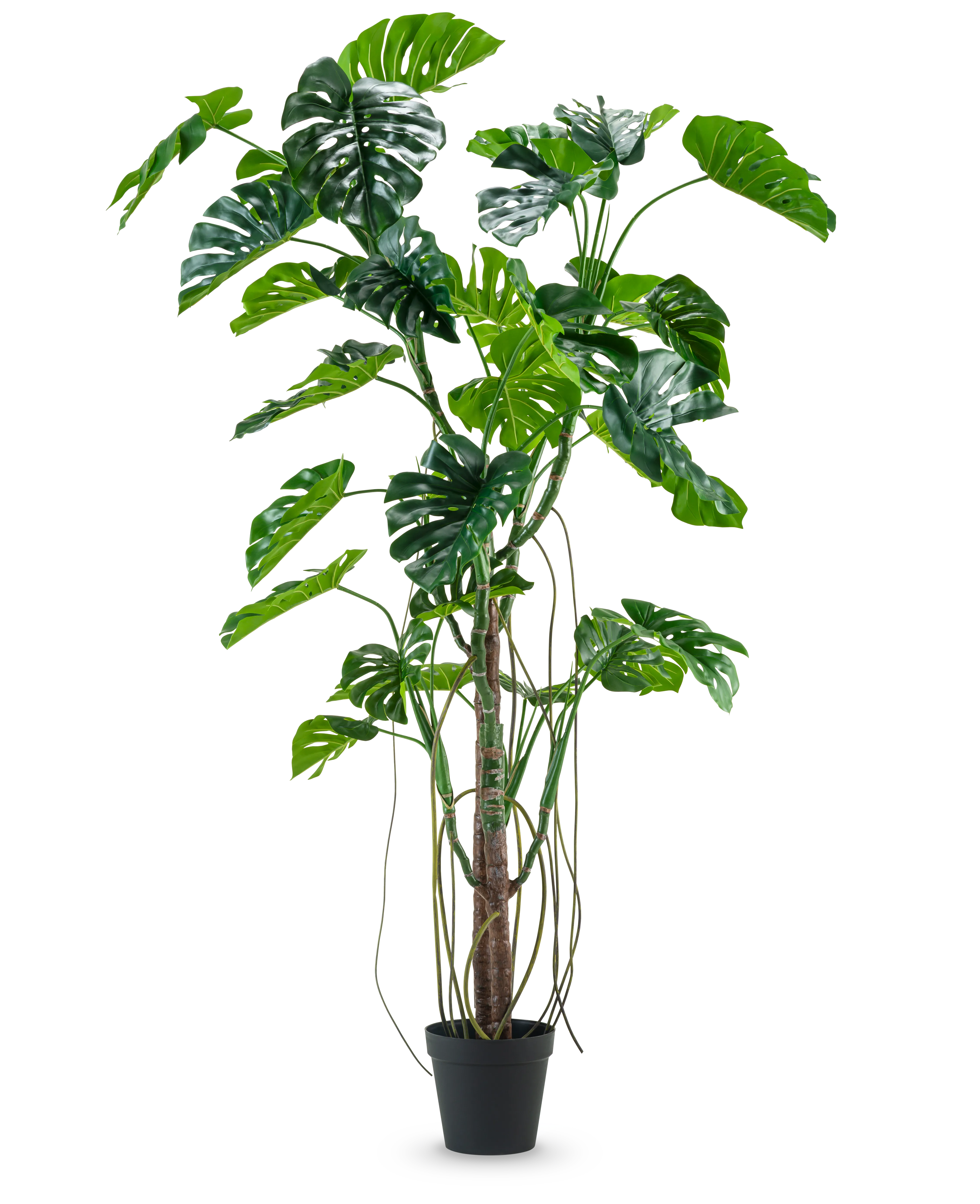 Miniatuur 1